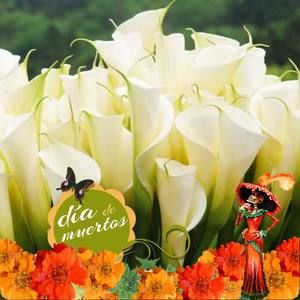 Meet your Posher, Mary alfaro